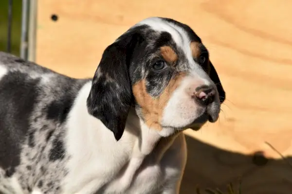 trefärgad-renrasig-amerikansk-leopard-hund_Dee-Dalasio_shutterstock