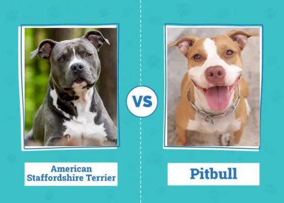 American Staffordshire Terrier versus Pit Bull: de verschillen (met afbeeldingen)