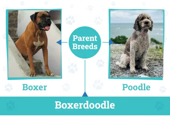 Boxerdoodle tėvų veislės