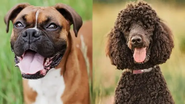 Boxerdoodle hundras: info, bilder, fakta och egenskaper