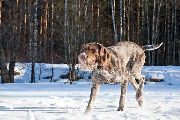 Deutsch Drahthaar na snehu