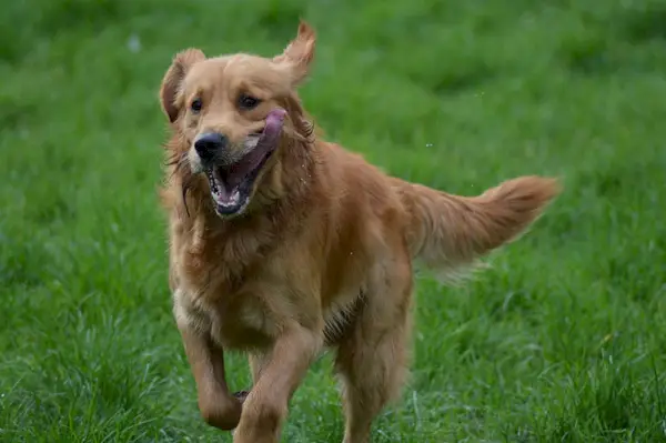 草原を走るゴールデンレトリバー犬