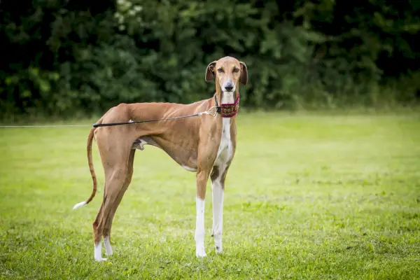 azavak pes na vodítku stojaci na tráve