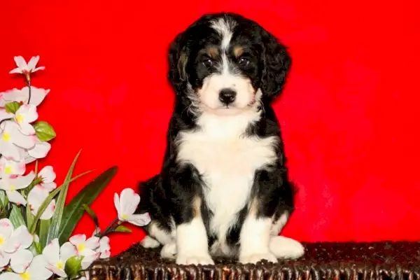 bērnu svētku logotips