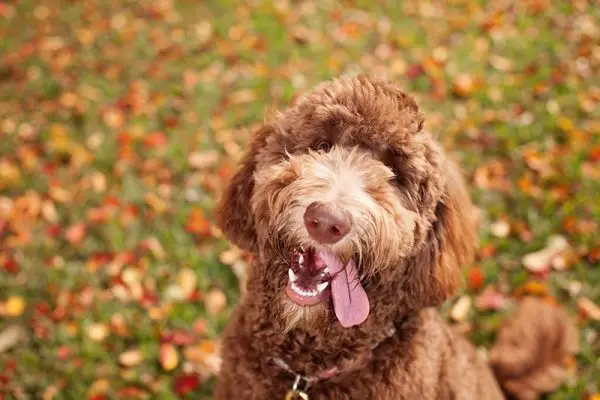 Labradoodle은 저자극성인가요? 수의사가 검토한 사실 및 FAQ