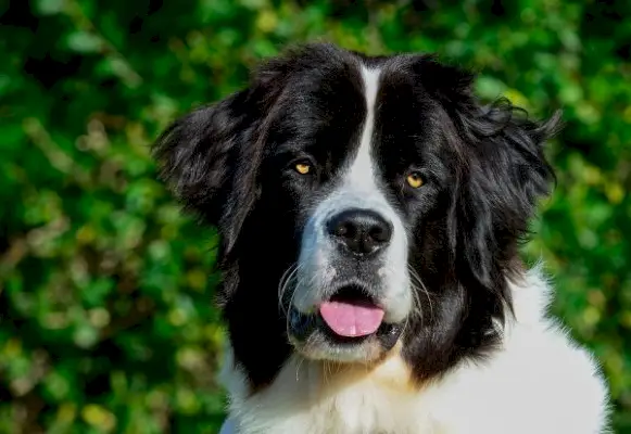 Landsīra suns: šķirnes ceļvedis, informācija, attēli, aprūpe un daudz kas cits!