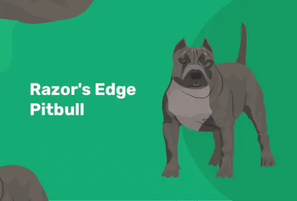 Razor's Edge Pitbull hundras: info, bilder, temperament och egenskaper