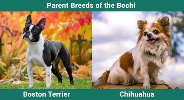 Родителски_породи_Бочи