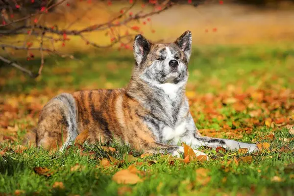 Ozbiljni pas Akita Inu leži na travi u jesenskom parku