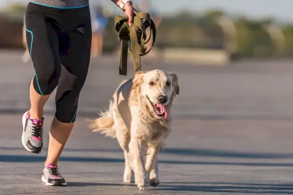 kvinna joggar med golden retriever hund