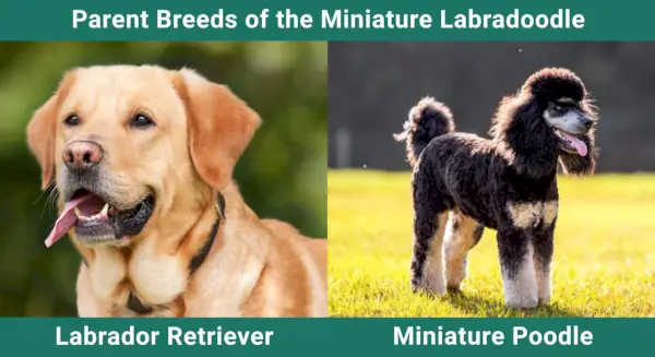 미니어처 Labradoodle(실험실 및 미니 푸들 믹스): 사진, 가이드, 정보, 관리 및 기타 정보!