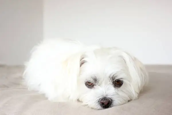 witte shih tzu-hond liggend op het bed