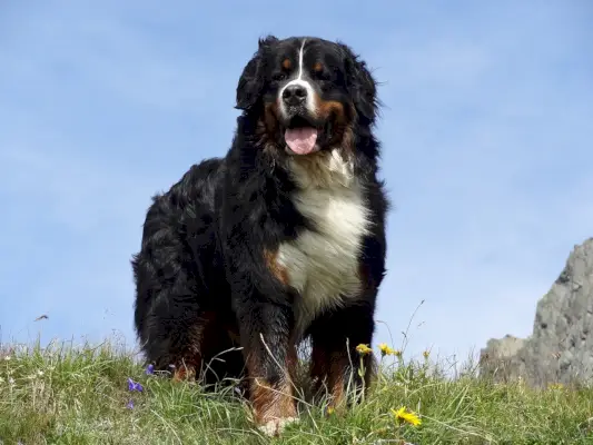 Gos de muntanya bernès