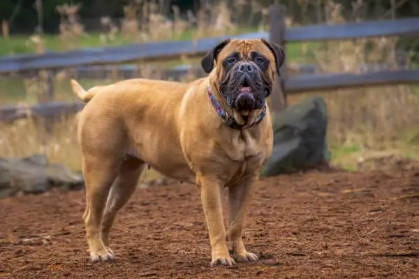 gos bullmastiff parat en un camp obert