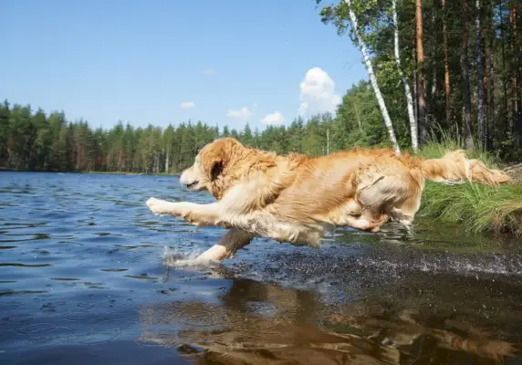 Un golden retriever plonge dans l'eau