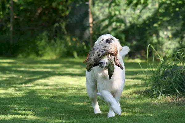 canard de chasse golden retriever