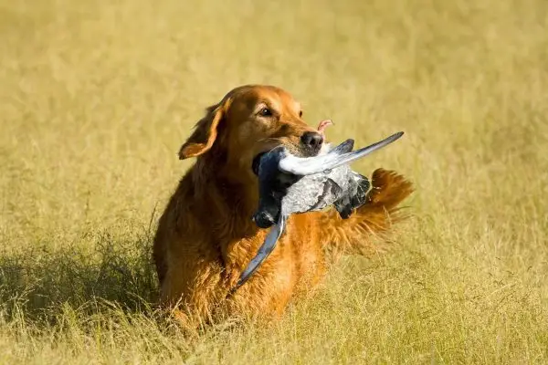 Les Golden Retrievers sont-ils de bons chiens de chasse ? Tout ce que tu as besoin de savoir