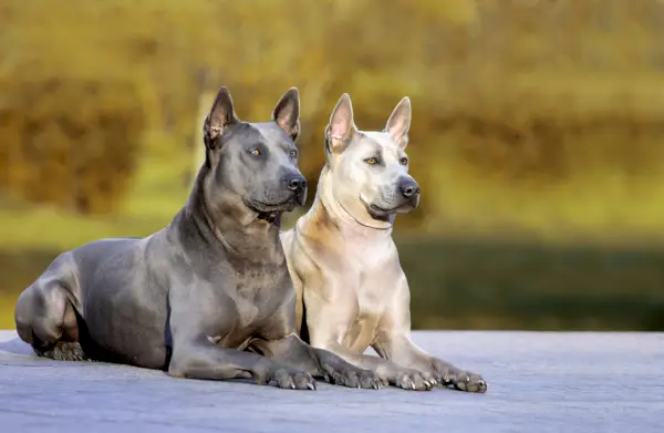 To Thai Ridgeback-hunder