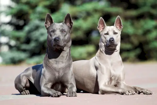 To Thai Ridgeback-hunder sitter på gulvet