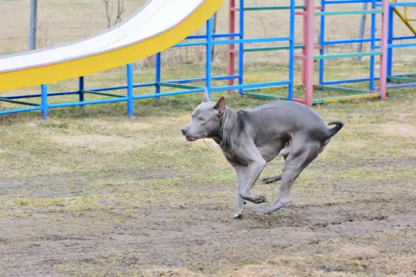 Thai ridgeback-hund løper og bjeffer utendørs