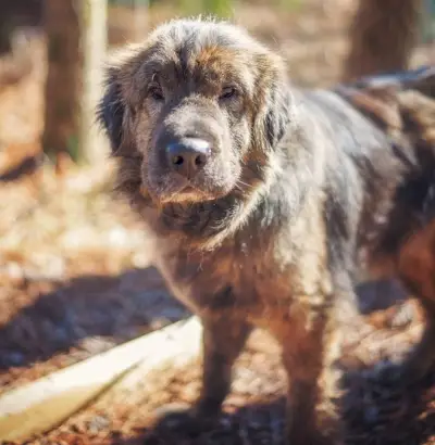 Sharpei és shih tzu keveréke