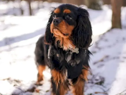 Black & Tan Cavalier King Charles spanielis: faktai, kilmė ir istorija (su nuotraukomis)