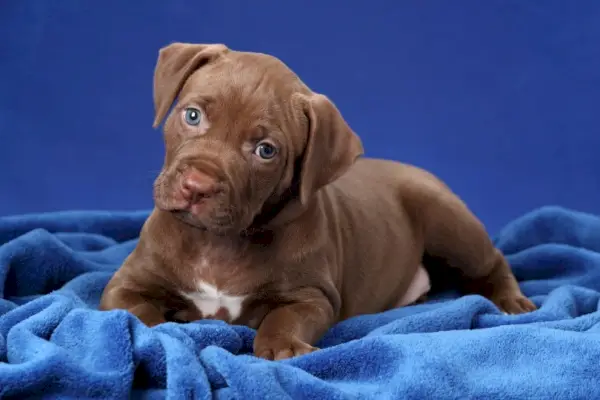 ピットブルテリアの子犬