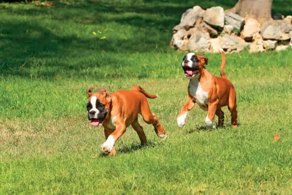 bokser valper som går på gress