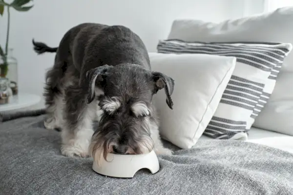 Schnauzer nano di razza cane in piedi sul divano e mangiare cibo per cani dalla ciotola