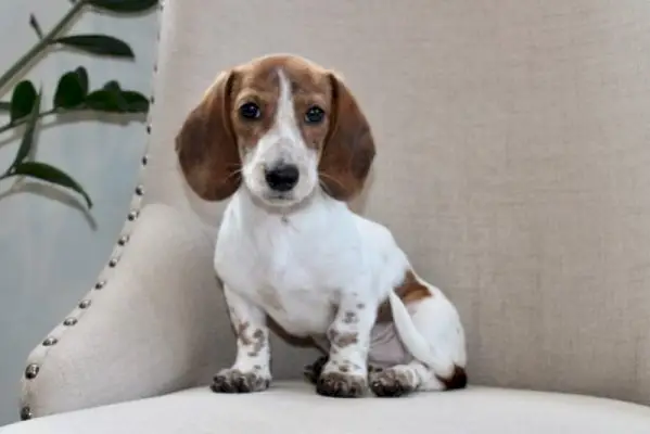 Dachshund Piebald: fets, imatges, origen i història