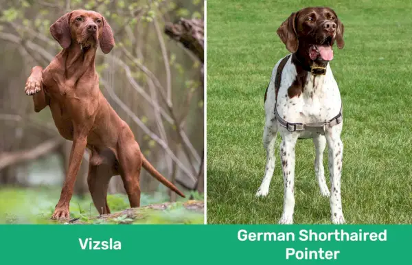 Vizsla vs German Shorthaired Pointer side om side
