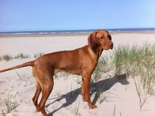 Vizsla hund stående