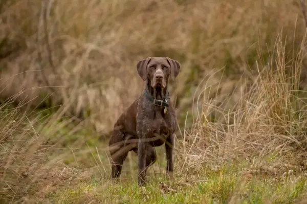 tysk korthåret pekerhund i feltet