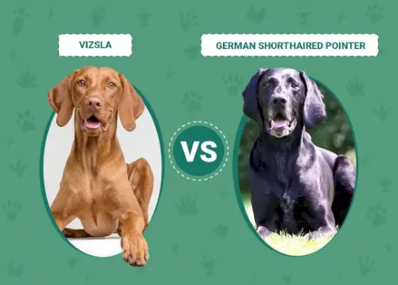 Vizsla vs. German Shorthaired Pointer: The Key Differences (with Pictures)