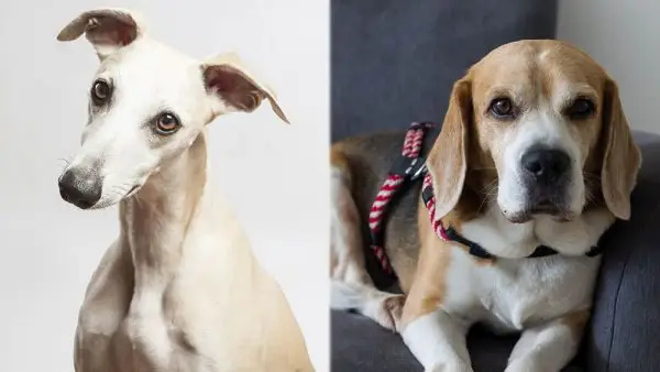 Whipbeagle (Whippet Beagle Mix): Obrázky, péče, informace a vlastnosti