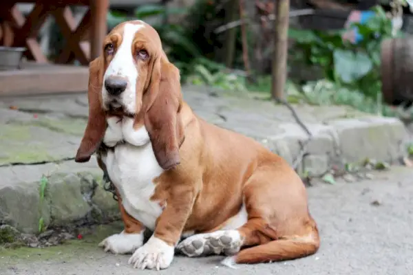 gos basset hound assegut a l'aire lliure