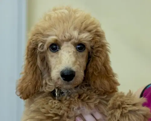 Café Au Lait Poodle: Fakta, oprindelse og historie (med billeder)