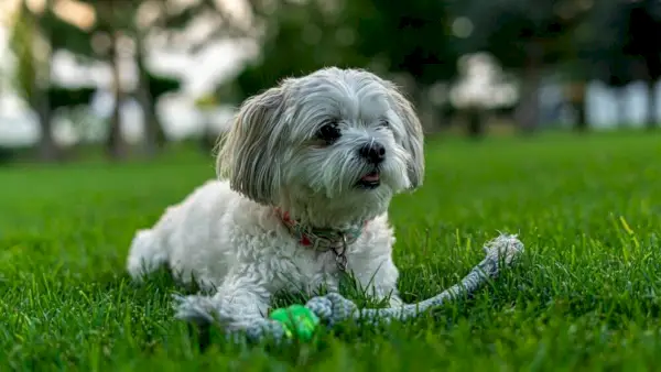 shih poo sentado en una hierba