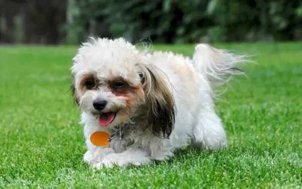 Perro Shih Poo sobre el césped
