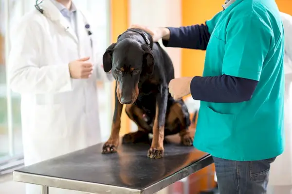 Veterinària masculí examinant a Great Dane sobre càncer a la clínica veterinaria