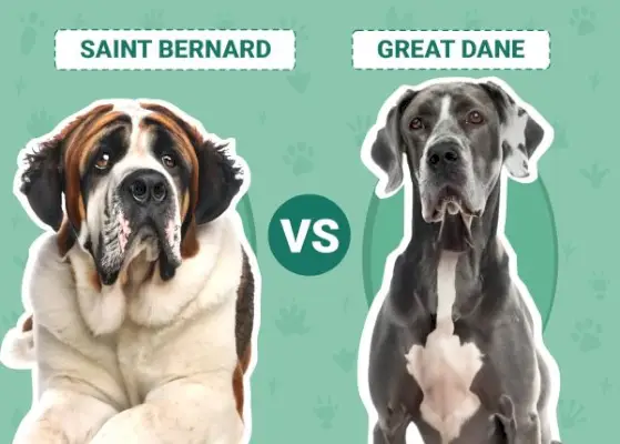 Sant Bernat contra Gran Danès: quina hauria de triar?