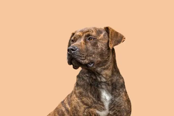 Treeing Tennessee Brindle hond op prachtige achtergrond