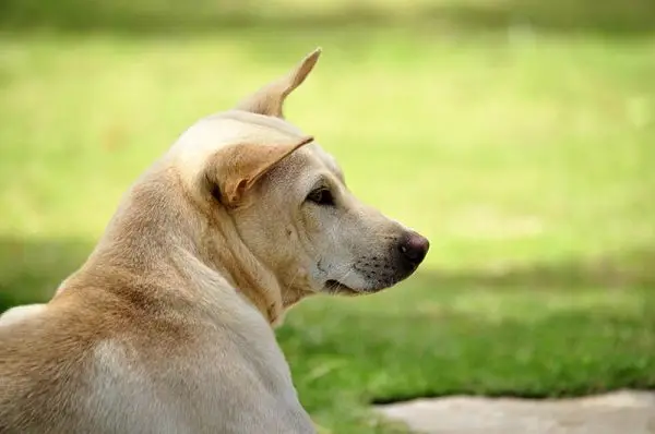 Primer pla del gos groc Phu Quoc Ridgeback