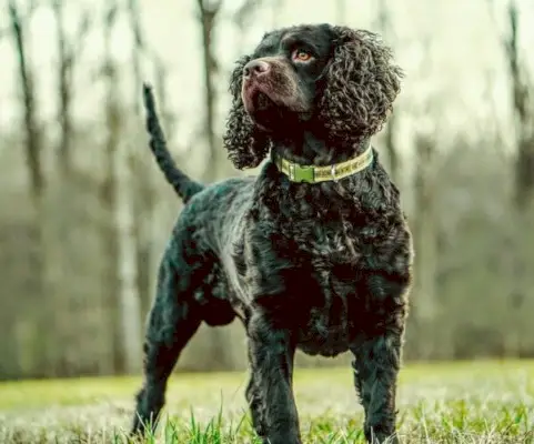 Американский водный спаниель