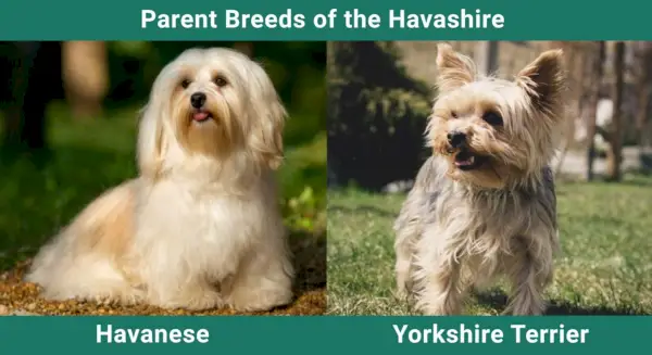 Havashire (Mélange Havanais et Yorkie) : Guide, photos, informations, soins et plus encore !