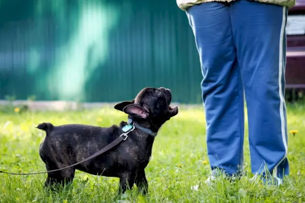 французский бульдог лает