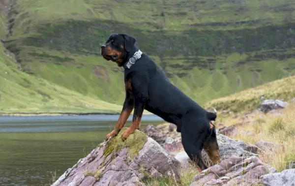 rottweiler w górach