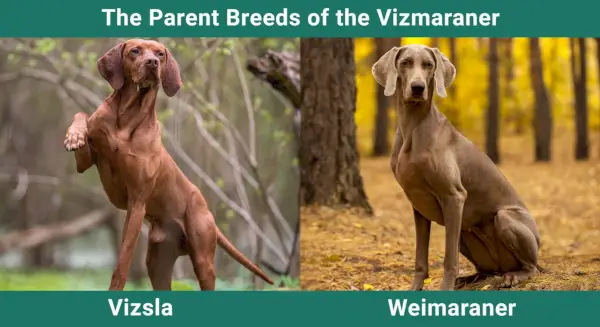 Vizmaraner vecāku šķirnes