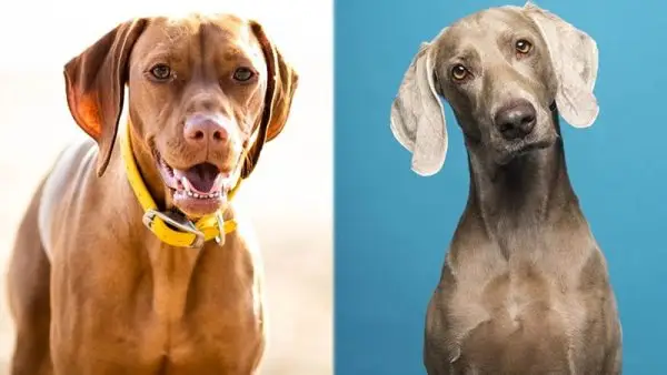 Vizmaraner (Vizsla Weimaraner Mix): kopšanas ceļvedis, attēli, temperaments un daudz kas cits