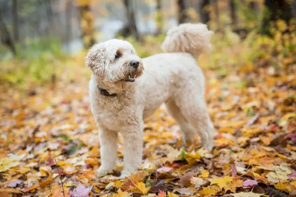 Glad goldendoodle hund utanför höstsäsongen